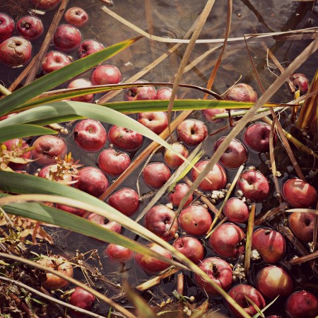 autumn-apples